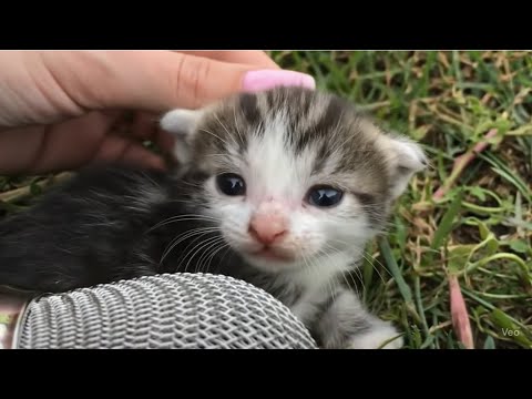 My 3 Cats Makes Asmr for first time 🥺🎊💗