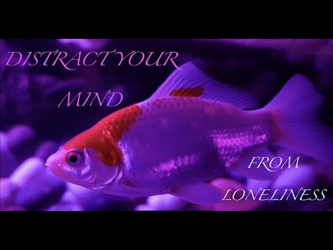 ASMR| DISTRACT YOUR LONELINESS | LAYERED POSITIVE WHISPERS | Soft music/Aquatic Scenery 🌊🐟🐢