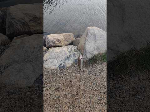 GIANT FISH I EVER CAUGHT#shortsfeed #fishing #adventuretime #everyone #fishingchallenge