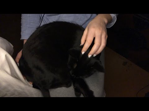 ASMR with my cat