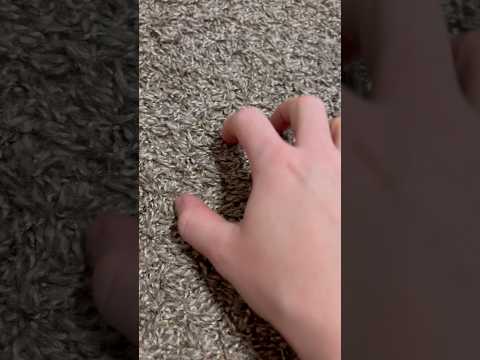 ASMR Scratching Carpet (No Talking) #ASMR #Shorts