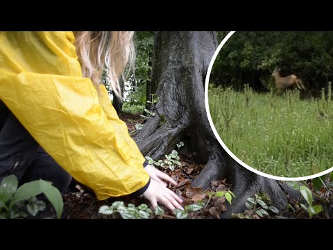 Nature ASMR -  Deer lovesong after the rain ♥🦌♥