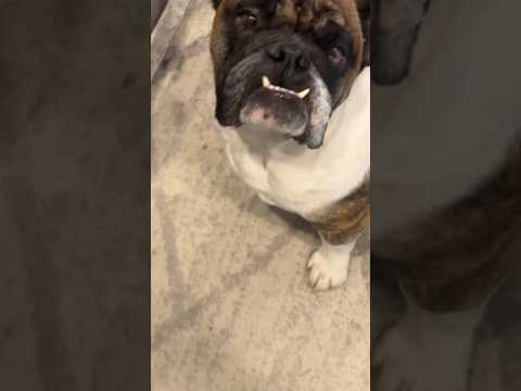 Healthy & Quick Homemade Dog Treats #creativeasmr #dogtreats #asmr #dogs #bulldog #enjoy