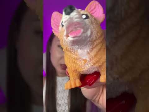 Dog licking 👅 #asmr
