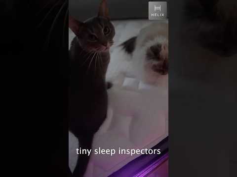 Helix Sleep ASMR 😴 Best Mattress of 2026 (Cat Approved)