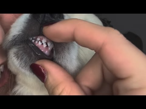 asmr con poroto ♡⸝⸝ soft spoken