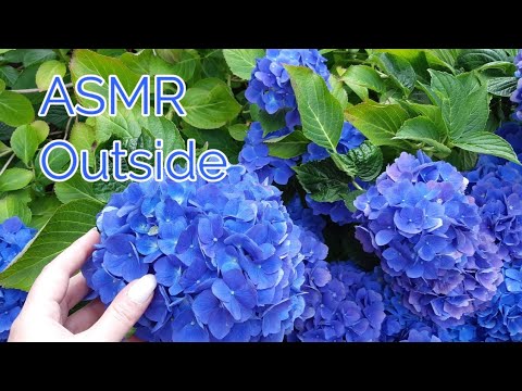 ASMR Outside(Lo-fi)