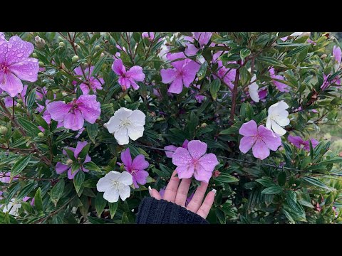 ~ ASMR ~ Na natureza🌺☁️