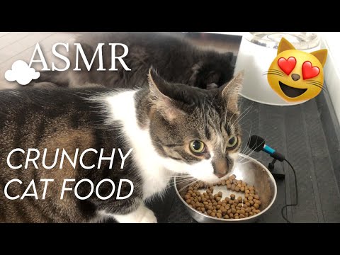 MY 2 CATS EATING DRY FOOD asmr crunchy