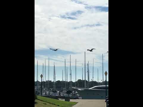 Canada Geese flyover