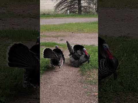 good morning turkeys 🥰
