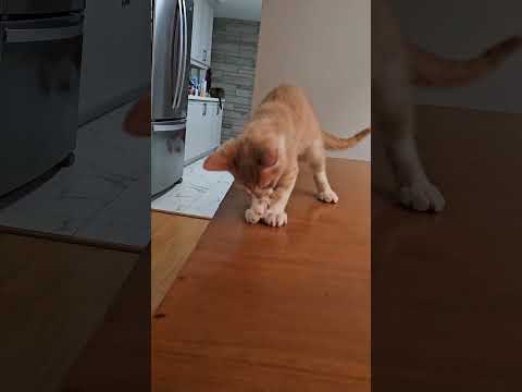Jaydyn playing with paper ft his momma