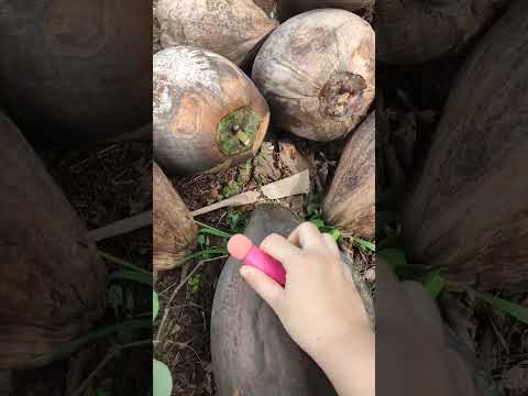 suasana hutan samping rumah #asmrvideo