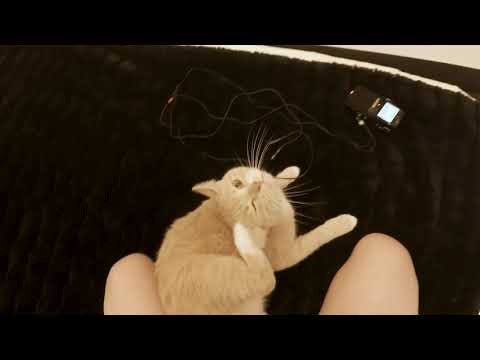 ASMR POV u pet cat 😻  АСМР POV чешу котика