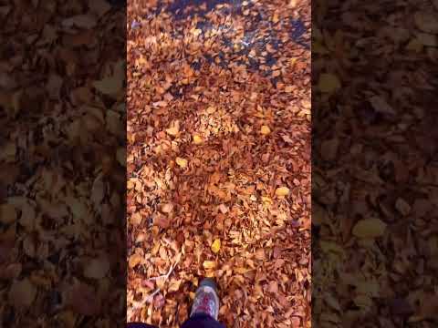 Foliage 🍂asmr #asmrita