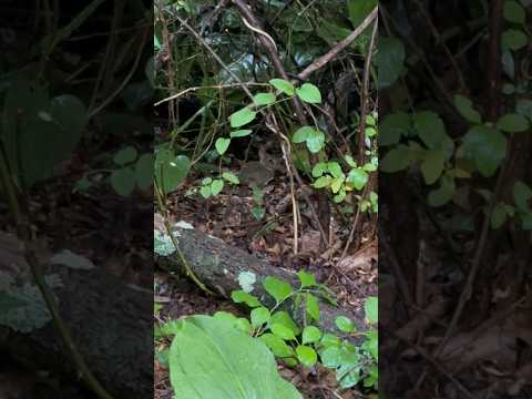 Wild baby bunny part 2