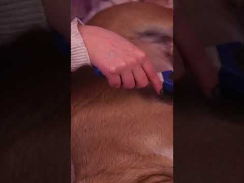 ⭐ASMR Spa para mi Perrito [Sub] Atención Personal para Bartok