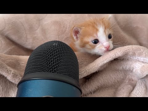 These Kittens Have Something to Say!