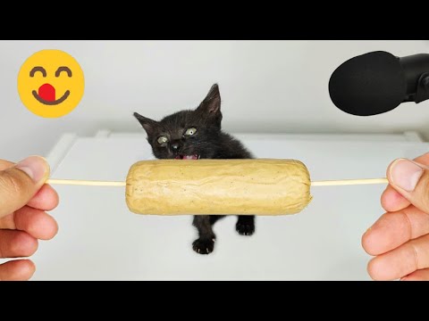 Kitten Eating Sausage ASMR [ Part 6 ]