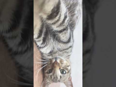 #asmr gatuno