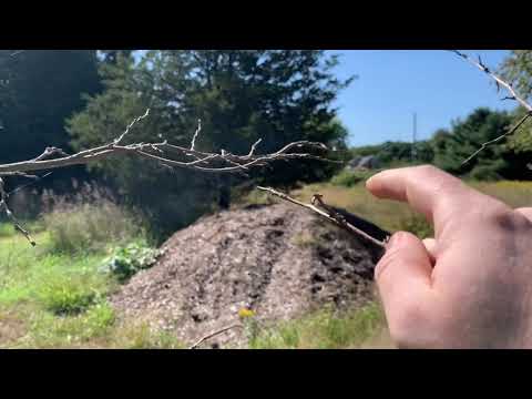A serene walk down the trail