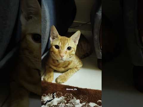 Aise hi Masoom banke baitj Jata hoon 😂😺🤗 #shorts #comedy #pets #funny #cat