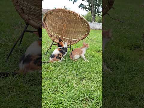 Their job is to be cute 😊