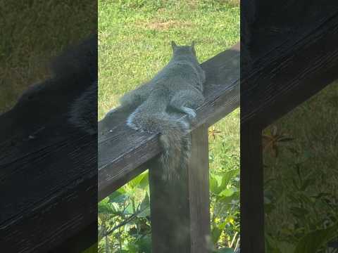 Squirrel life