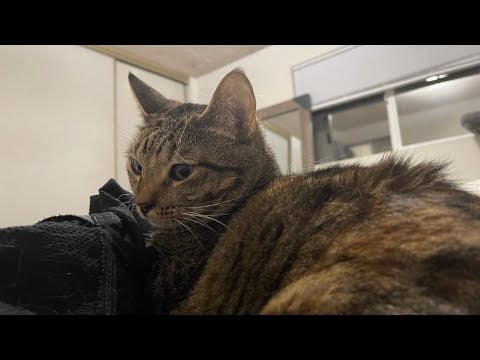 ASMR TINGLY CAT PURRING✨ - Scratching and petting my cat Tiger 🐅 💕