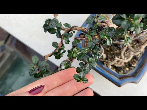 ASMR Bonsai Garden Tour ft. My Dad 🌿 ~