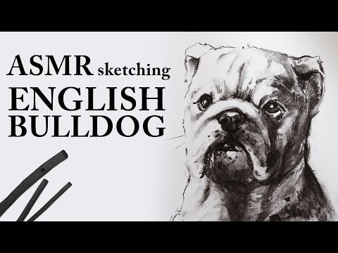 ASMR sketching - ENGLISH BULLDOG