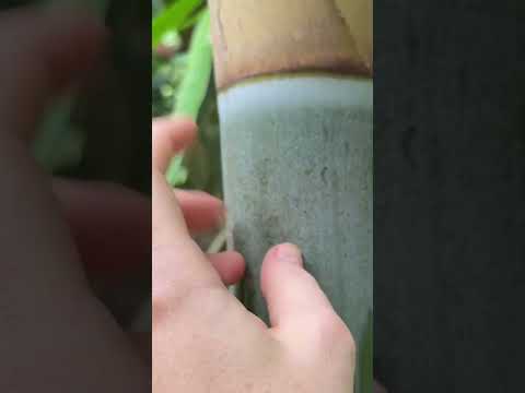 ASMR in the Jungle #relax #mouthsounds #tingles #triggersforsleep #asmr #asmrshorts #shorts #nails