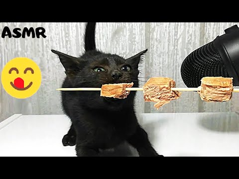 Kitten eating boiled Beef ASMR