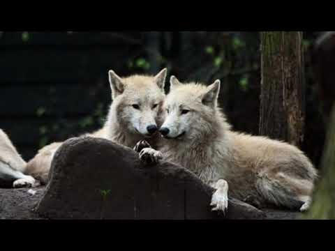 Turning into a wolf/furry asmr/wolf asmr