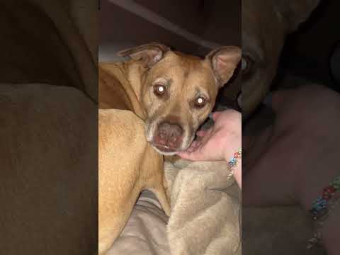 ASMR w my other dog
