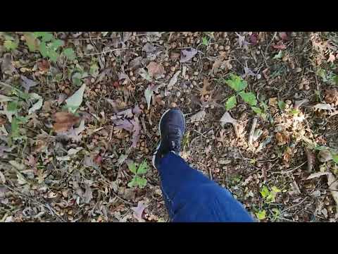 Walking On Leaves, Sticks, and Acorns (No Talking)