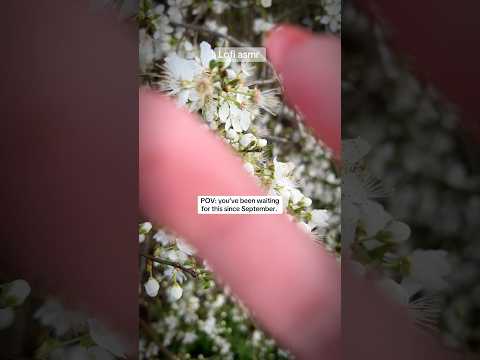 Lofi Spring ASMR tapping 🌸 #lofiasmr #asmrtappingsounds #asmrtapping #asmrsatisfyingsounds #asmr