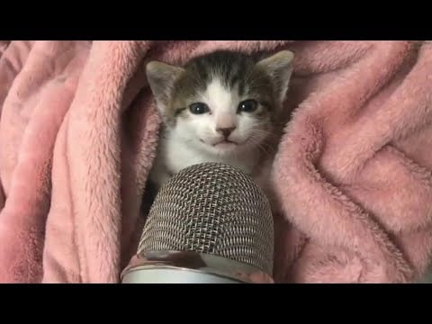 Kitty asmr in one hour for sleep and relax ☺️ 