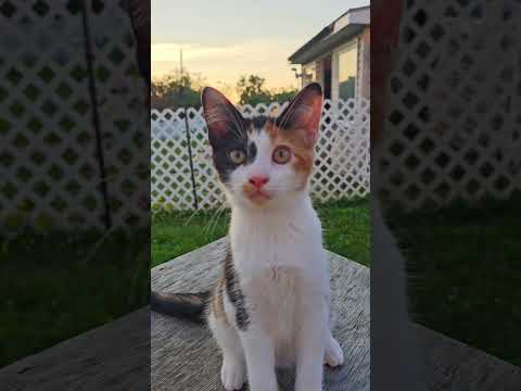 Spooky and the sunset 🌇