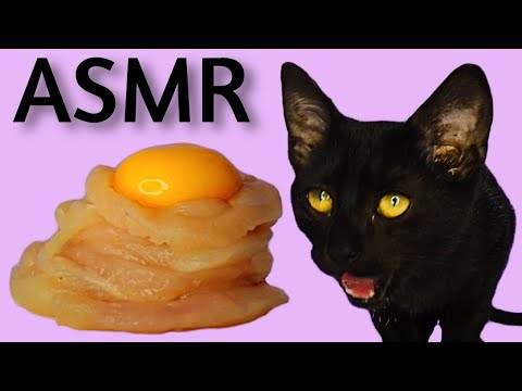 Cat Eating Raw Chicken and Egg Yolk ASMR