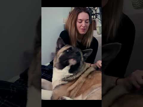 #asmr | Brushing Sounds | ASMR With My Dog #shorts #asmrdog #sleep #asmrbrushing