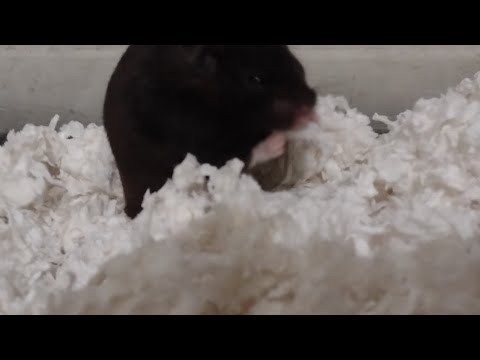 ASMR 🐹 Tank Cleaning