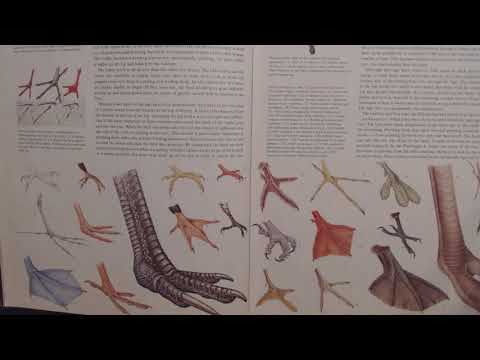 ASMR ~ Gum Chewing & Reading Bird Book (Soft Spoken / Pointer)