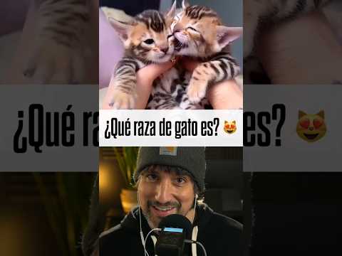 ¿Sabes que raza de gato es ESTA?