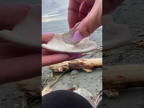 Ocean ASMR 🐚🌊 #asmrshorts #shortvideos #tapping #asmr #relax