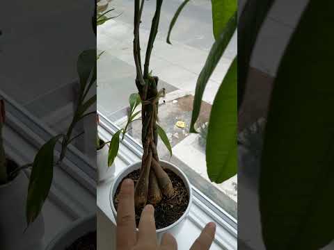 Simple ASMR Near A Window #short