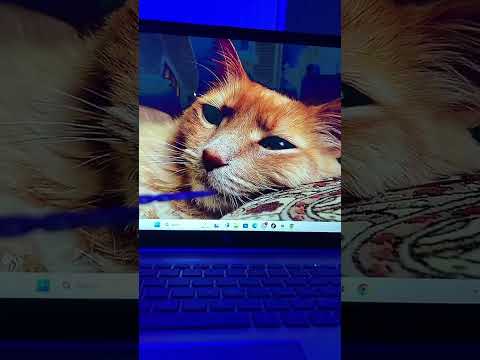 ASMR Cat Tracing #asmrshorts #shorts #asmrtracing #cat
