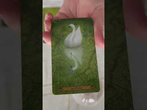 4 card Reading. Focus on yourself to achieve your goals #asmr #tarot #fortunetelling