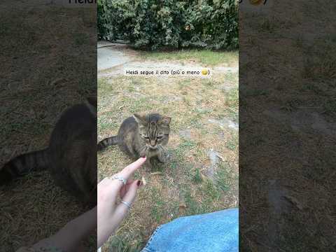 Tentativo di ASMR fallito 💀 #asmr #asmrcommunity #cats #shorts
