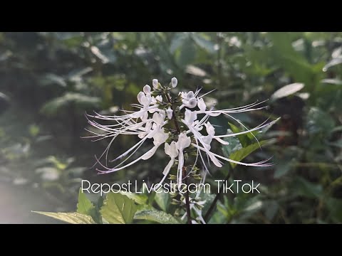 Repost Livestream TikTok!